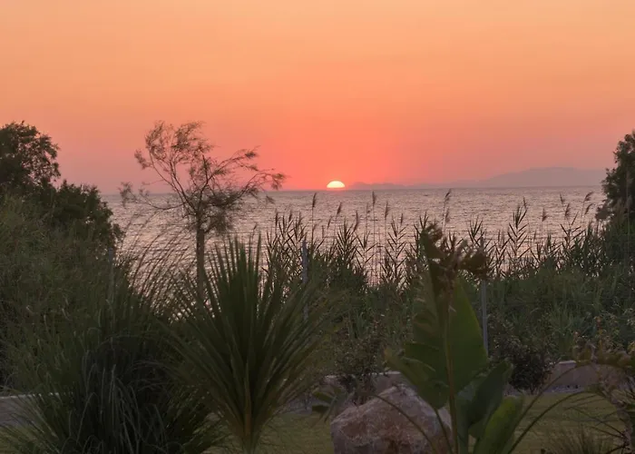 فيلة Panaxia Theológos